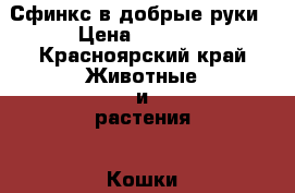 Сфинкс в добрые руки › Цена ­ 3 000 - Красноярский край Животные и растения » Кошки   . Красноярский край